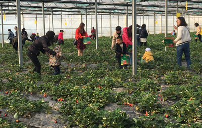 相約采摘草莓，盡享田園樂趣